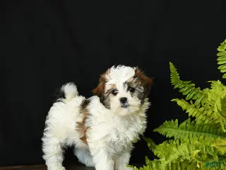 Mixed Breed dogs Charlie - Ad 3