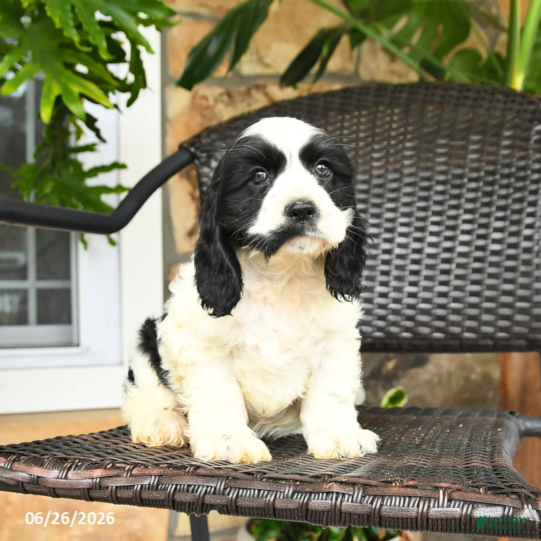 English Cocker Spaniel dogs for sale: Casey - Ad 1