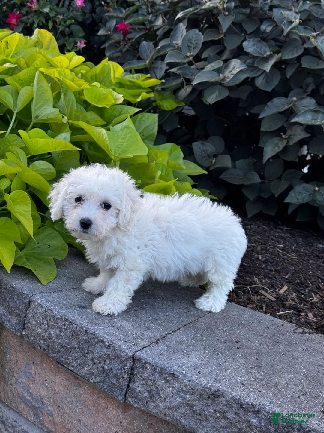 Bichon Frise dogs for sale: Blu  - Ad 6