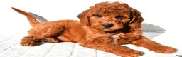 Mini Goldendoodle dogs for sale: Pumpkin  - Ad 2