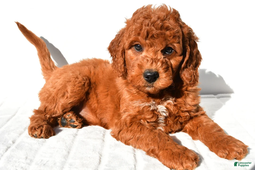 Mini Goldendoodle dogs for sale: Pumpkin  - Ad 2