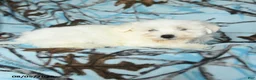 Maltese dogs for sale: Irresistible - Ad 5