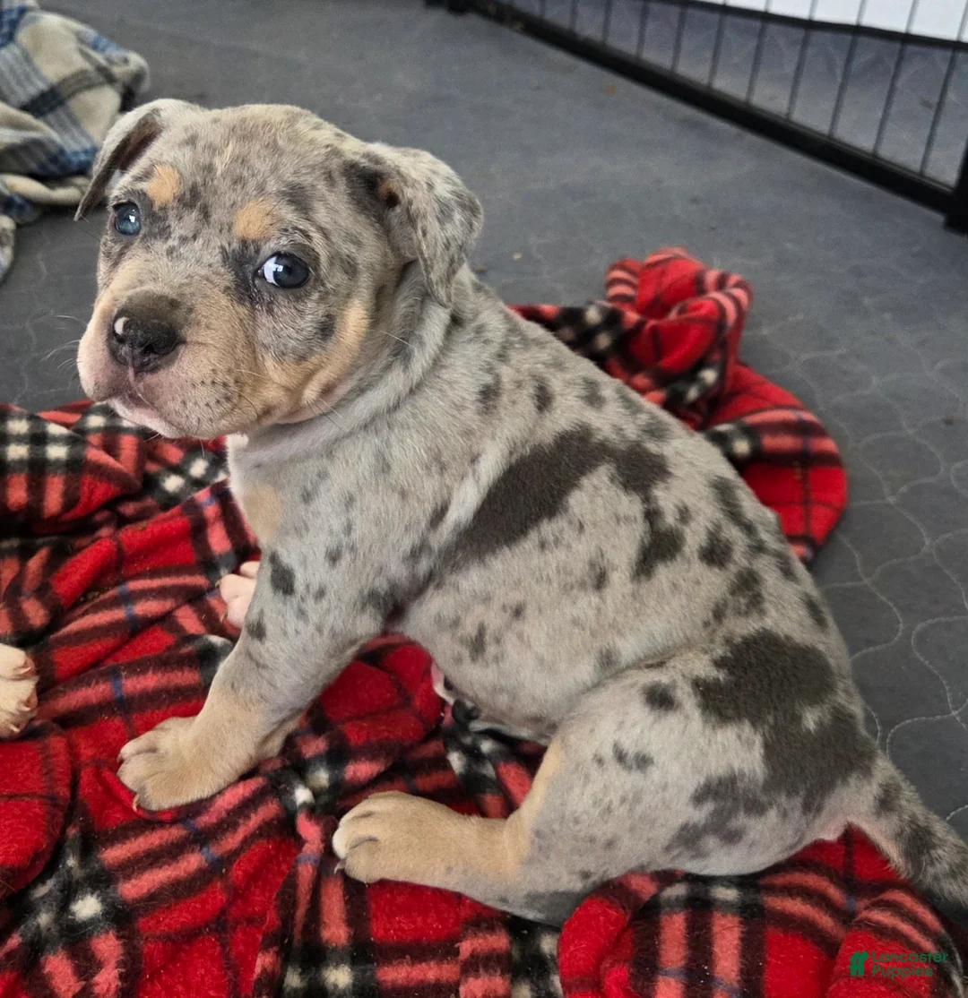 American Bulldog dogs for sale: Blue Merle Female (Pink) - Ad 2