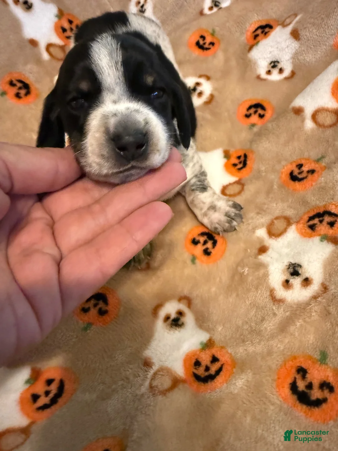 Miniature Dachshund dogs for sale: Piebald shorthair male  - Ad 2