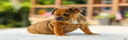 French Bulldog dogs for sale: Olive – Fawn Brindle/White - Ad 3