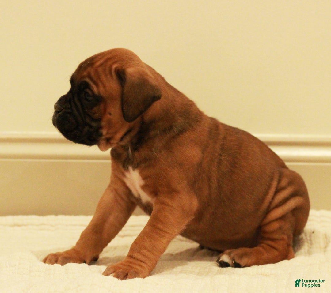 Boxer dogs for sale: Charles - Ad 2