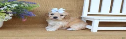 Cavachon dogs for sale: Tessa - Ad 3