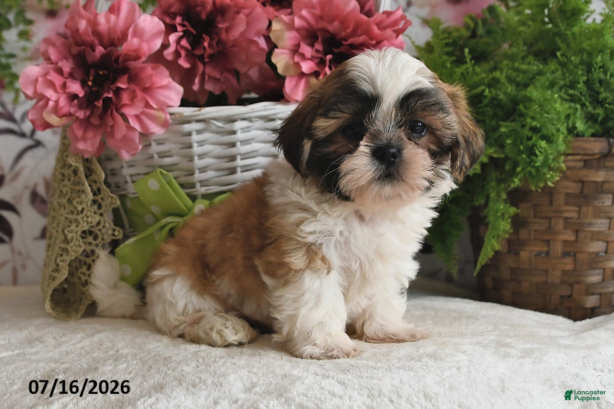 Shih Tzu dogs Micah - Ad 1