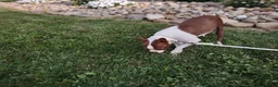 Boston Terrier dogs for sale: Trixie - Ad 3