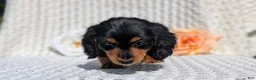 Miniature Dachshund dogs for sale: Riley - Ad 11