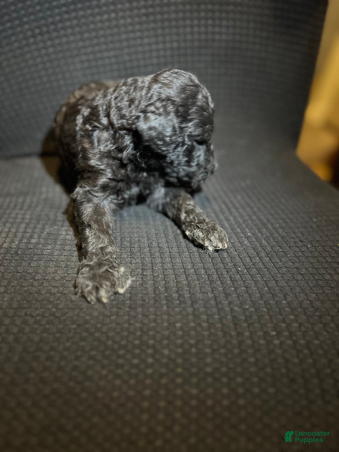 Standard Poodle dogs for sale: Standard Poodle Puppy 8 - Ad 13