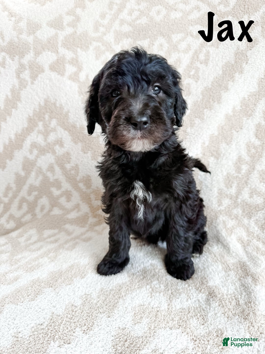 Aussiedoodle dogs for sale: Jax - Ad 3