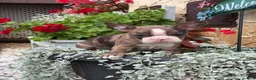 Boston Terrier dogs for sale: Kenny - Ad 20
