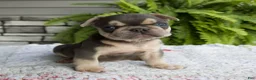 French Bulldog dogs for sale: Rocky - Ad 4