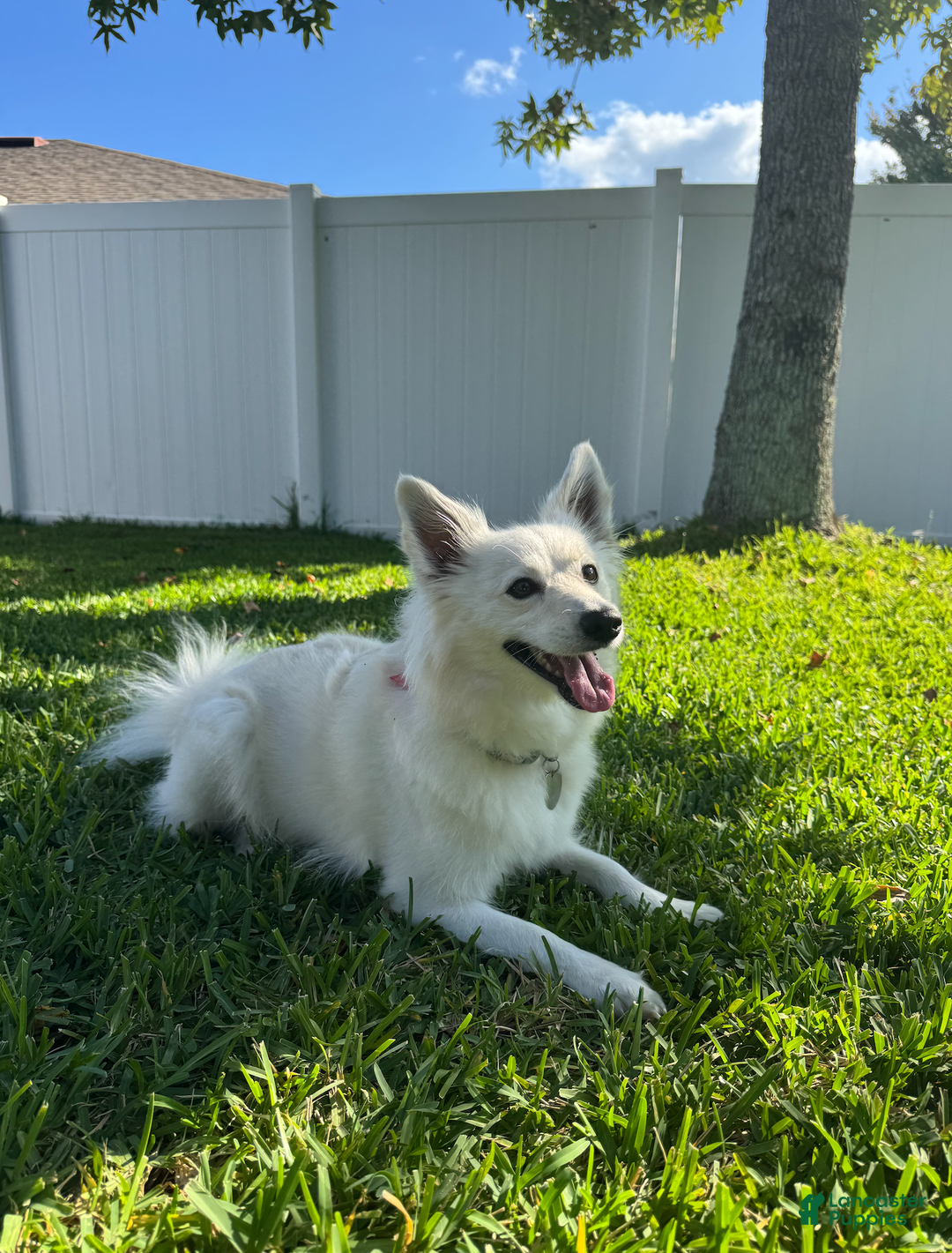 American Eskimo dogs for sale: Brie - Ad 6