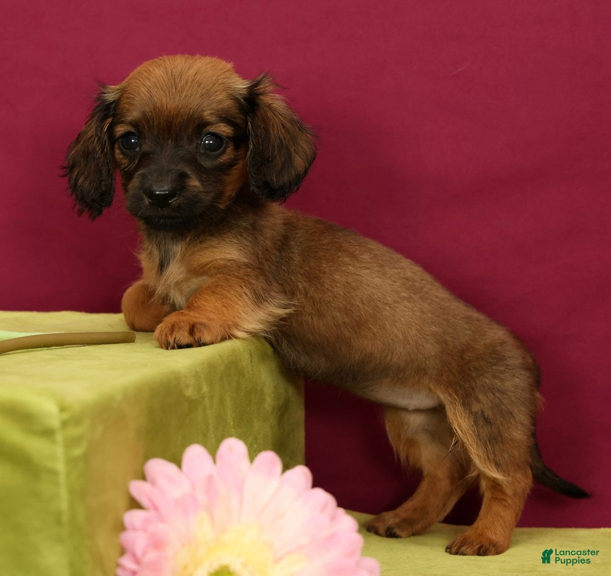 Miniature Dachshund dogs Skye - Ad 2