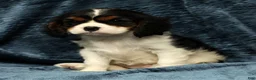 Cavalier King Charles Spaniel dogs for sale: Twixy - Ad 8