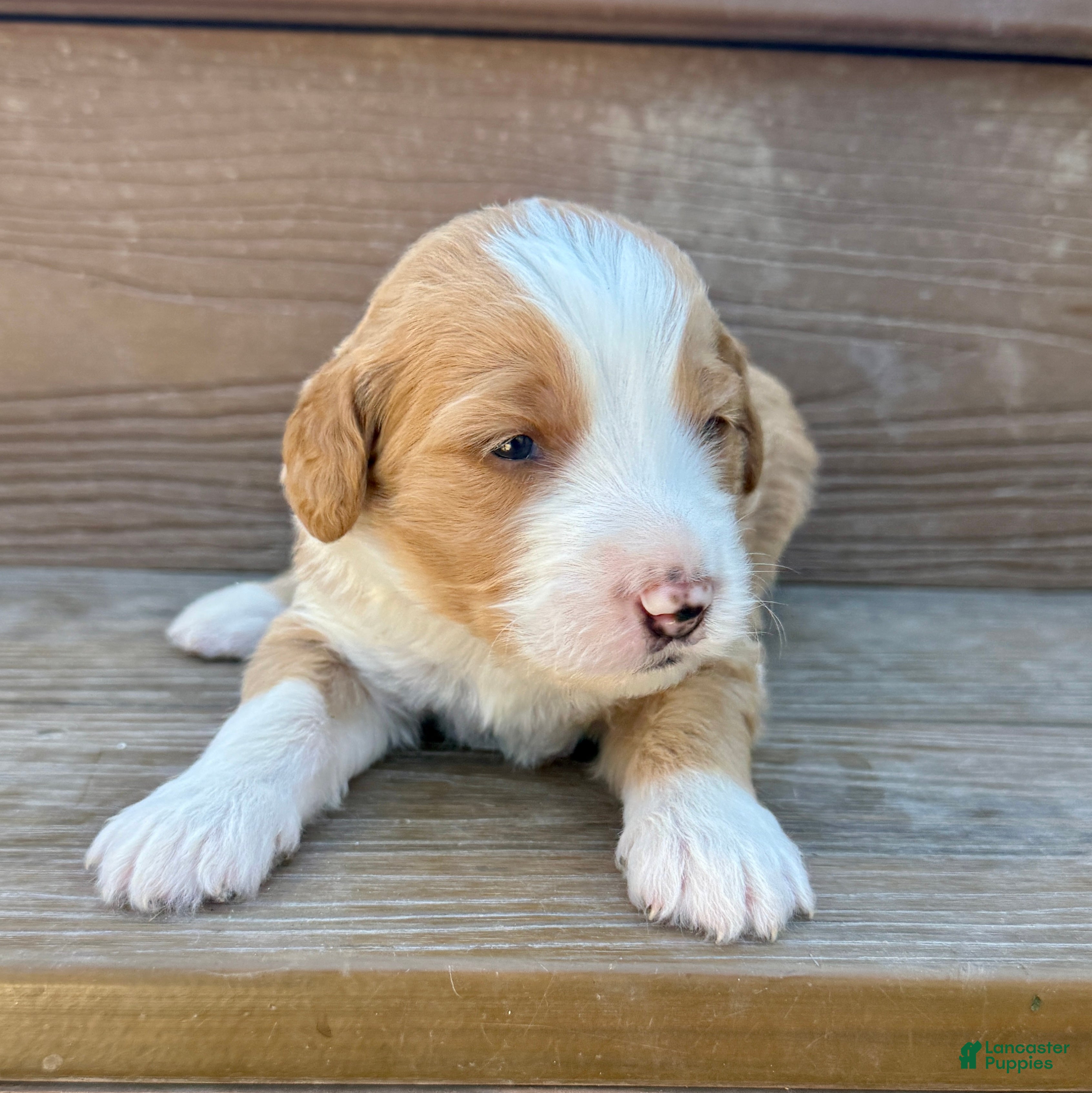Bernedoodle dogs Chucky - Ad 1