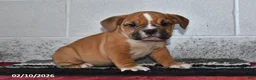 Beabull dogs for sale: Tanner - Ad 1
