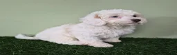 Miniature Poodle dogs for sale: Mercedes - Ad 7