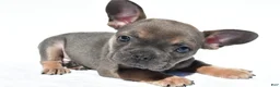 French Bulldog dogs for sale: Chief - Ad 5