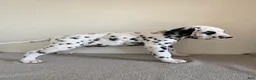 Dalmatian dogs for sale: Dalmatian Puppy 2 - Ad 4