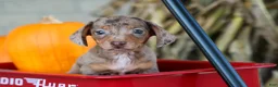 Miniature Dachshund dogs for sale:  Zion💙 - Ad 6