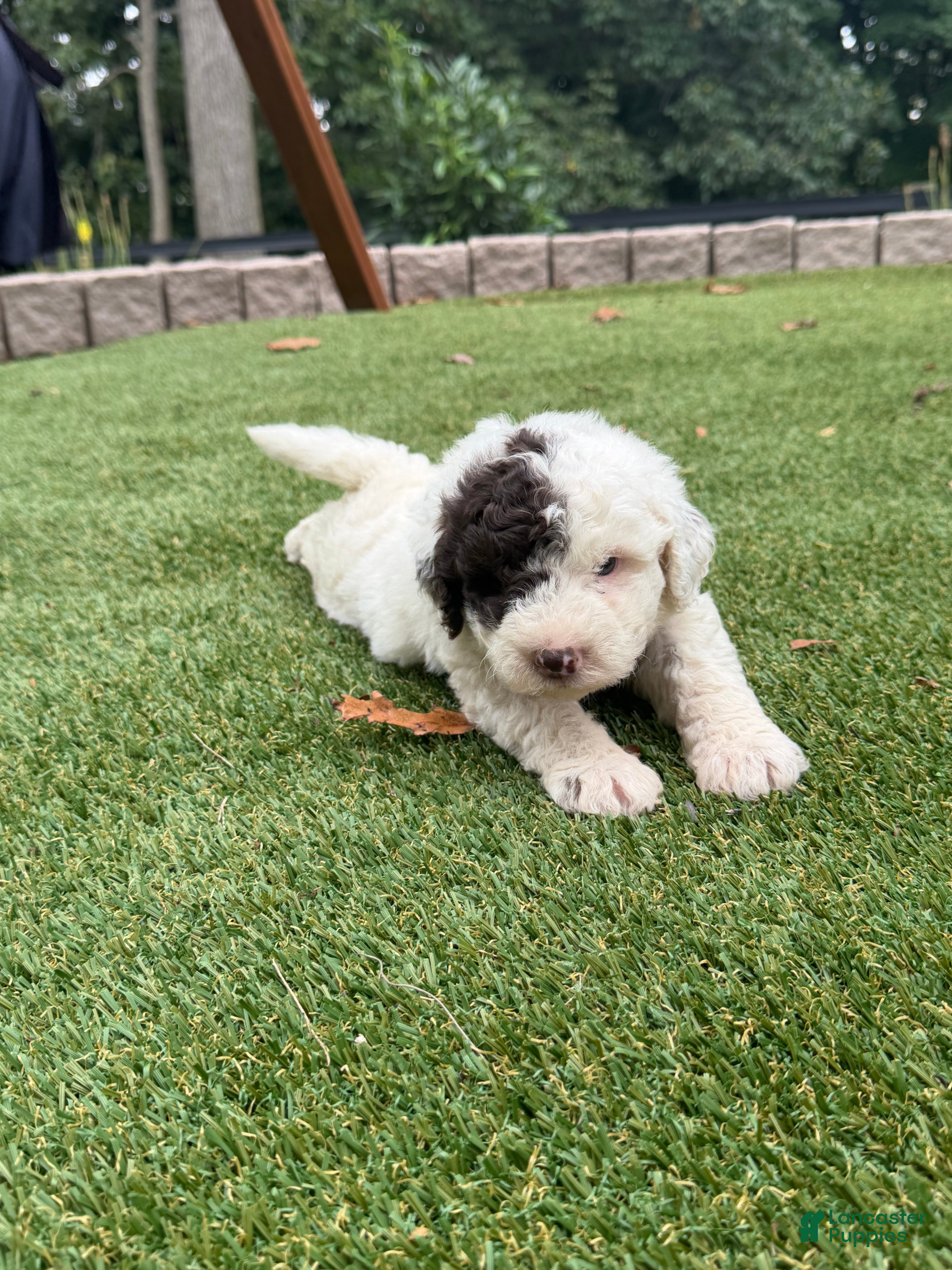 Aussiedoodle dogs Rambo - Ad 2
