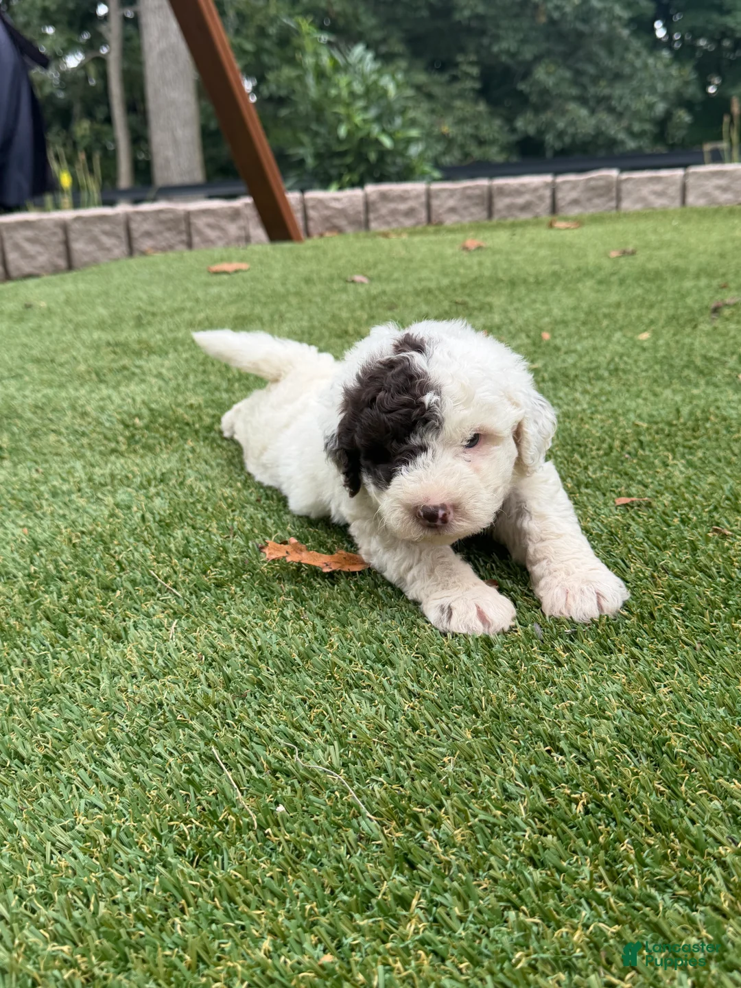 Aussiedoodle dogs for sale: Rambo - Ad 2