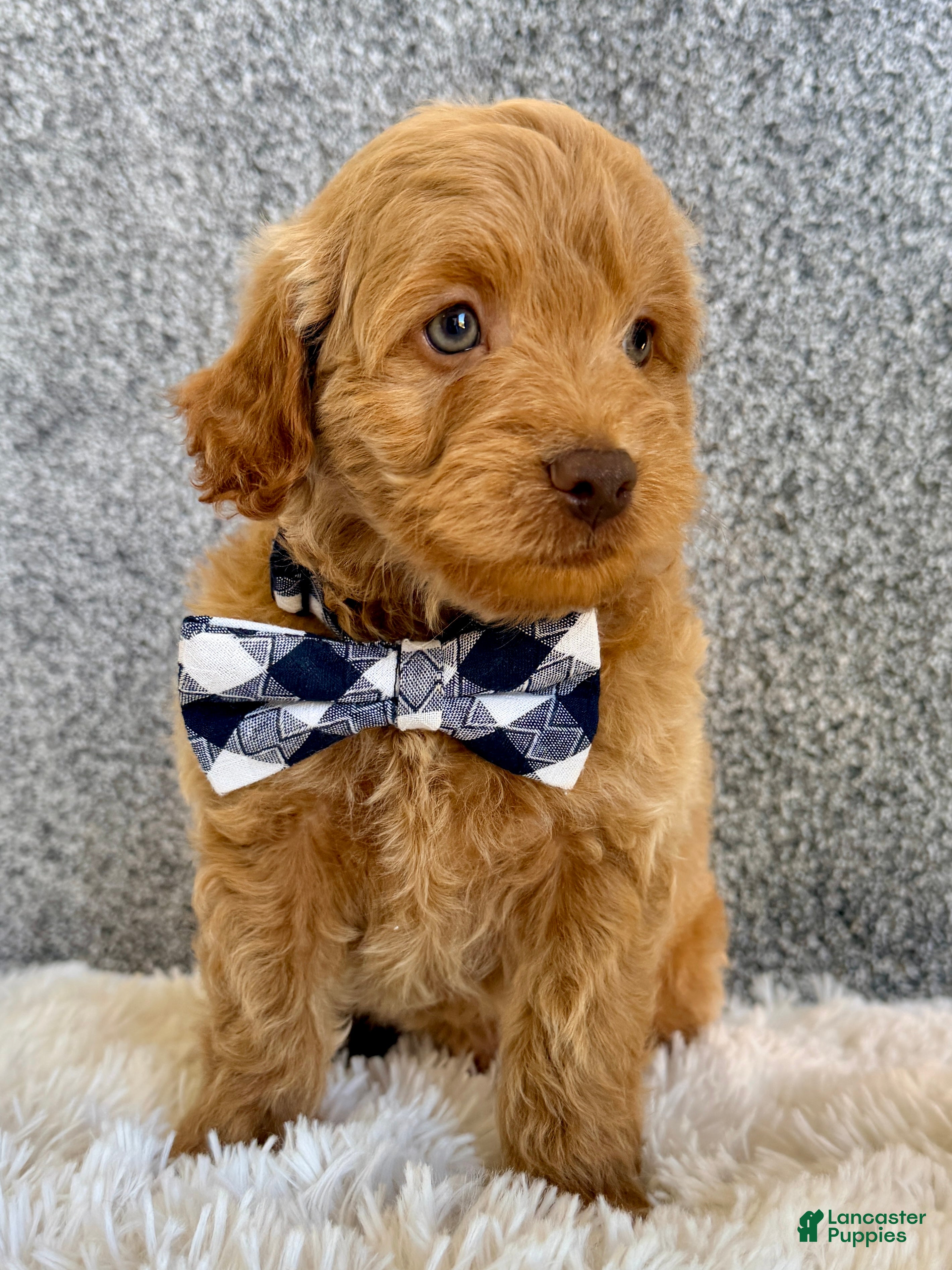 Mini Goldendoodle dogs Sammie - Ad 2