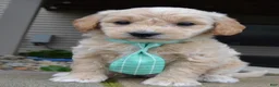 Mini Goldendoodle dogs for sale: Mini George - Ad 3
