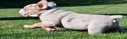 Beabull dogs for sale: Lakota - Ad 6