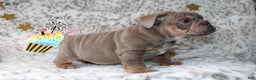 English Bulldog dogs for sale: Sandy  - Ad 5