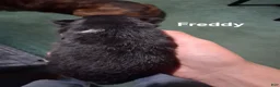 Pomeranian dogs for sale: Freddy - Ad 7