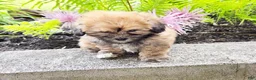 Teddy Bear dogs for sale: Tootsie - Ad 2