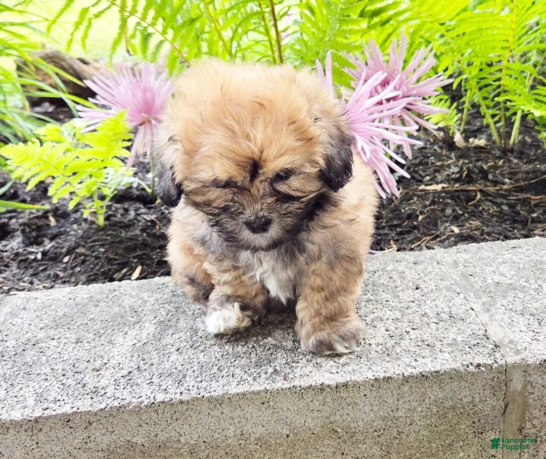 Teddy Bear dogs for sale: Tootsie - Ad 2