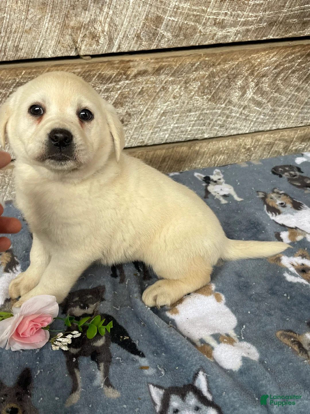 Labrador Retriever dogs for sale: Nova - Ad 4