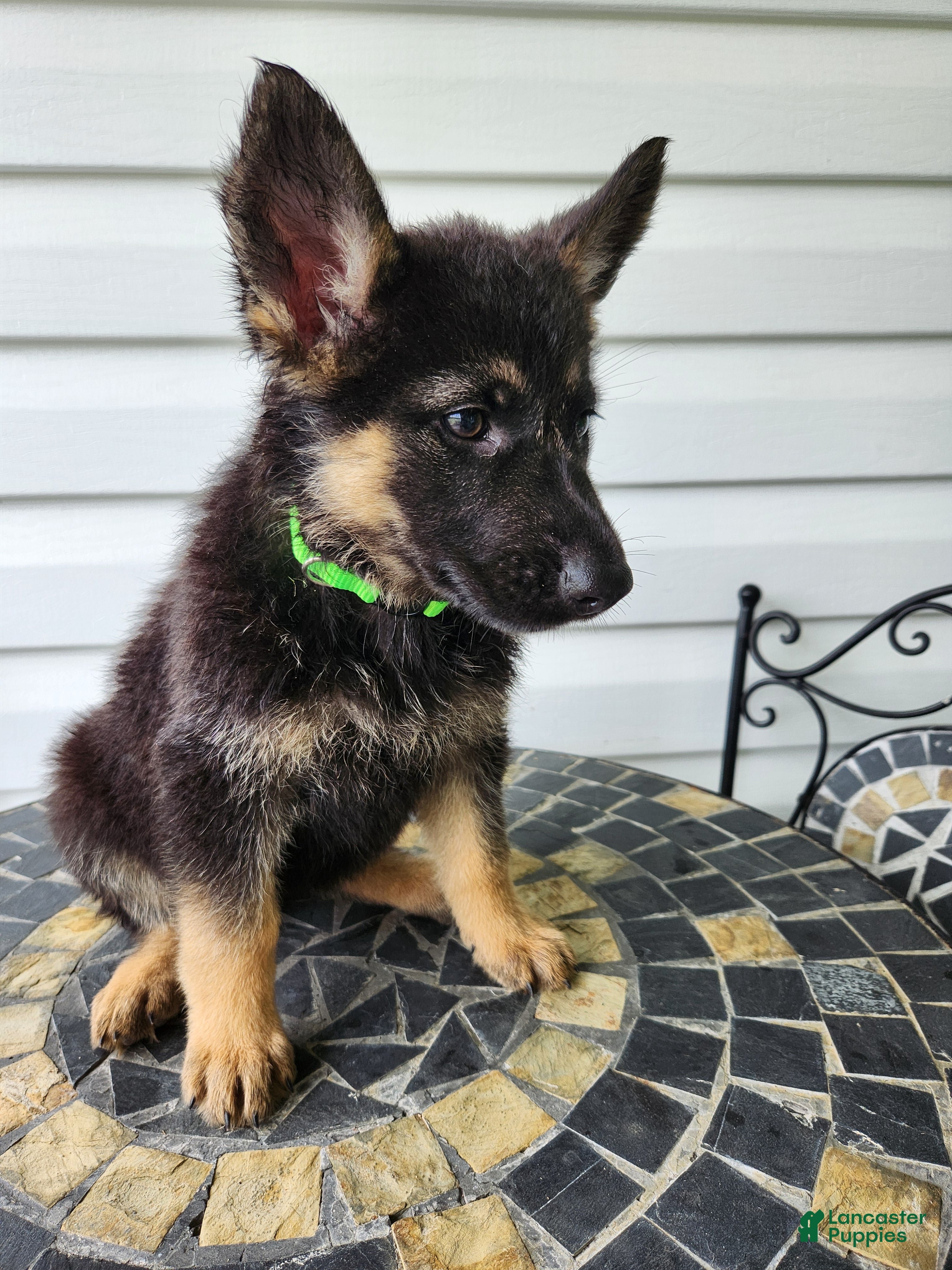 German Shepherd dogs Gracie - Ad 2