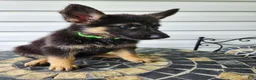 German Shepherd dogs for sale: Gracie - Ad 2