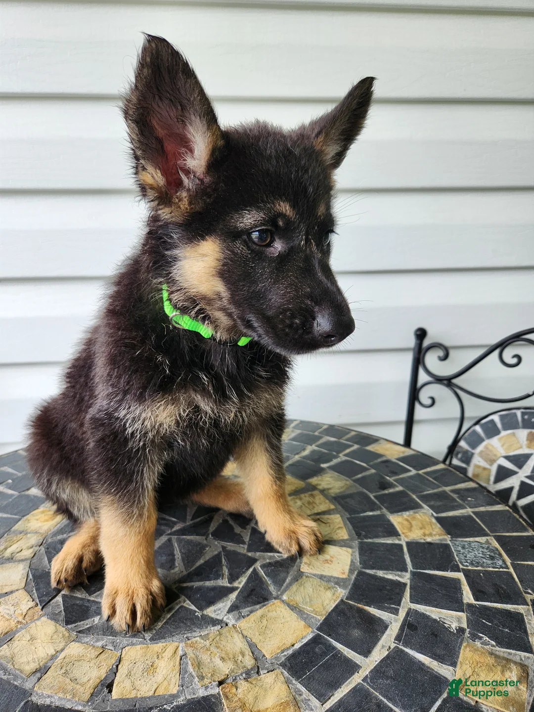 German Shepherd dogs for sale: Gracie - Ad 2