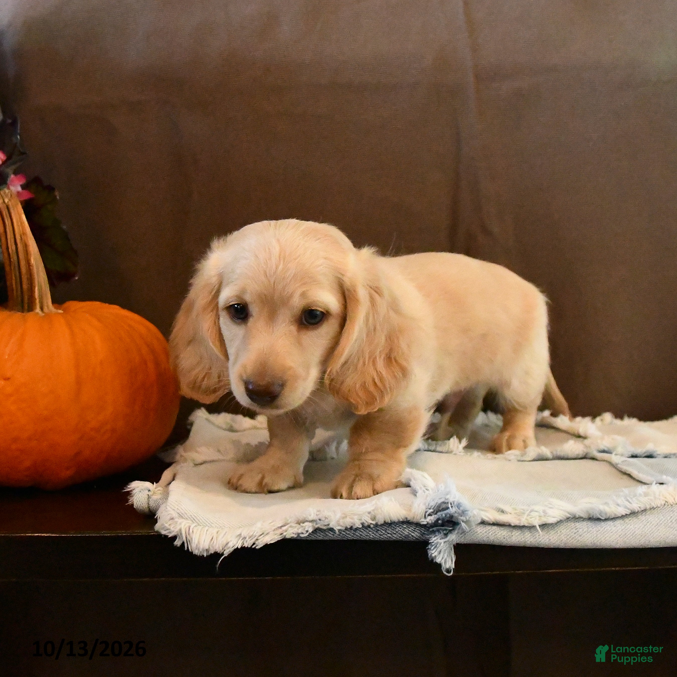 Miniature Dachshund dogs Snoopy - Ad 1