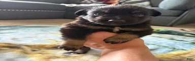  Puppy 1