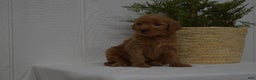 Goldendoodle dogs for sale: Bella - Ad 3