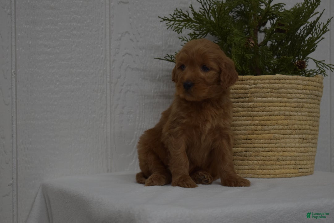 Goldendoodle dogs for sale: Bella - Ad 3