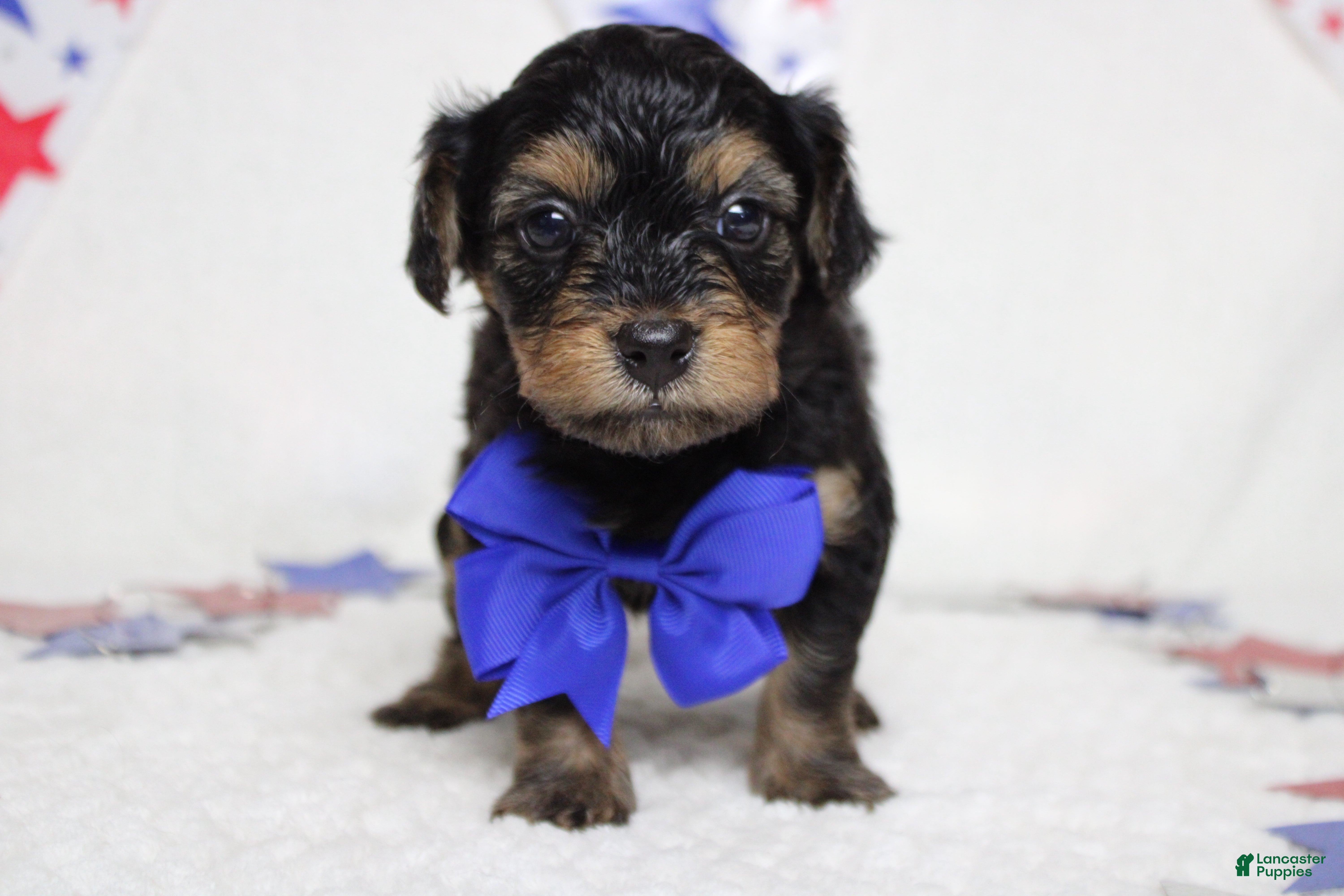 Yorkiepoo dogs Pedro  - Ad 6