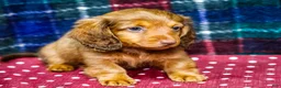Miniature Dachshund dogs for sale: Adler - Ad 3