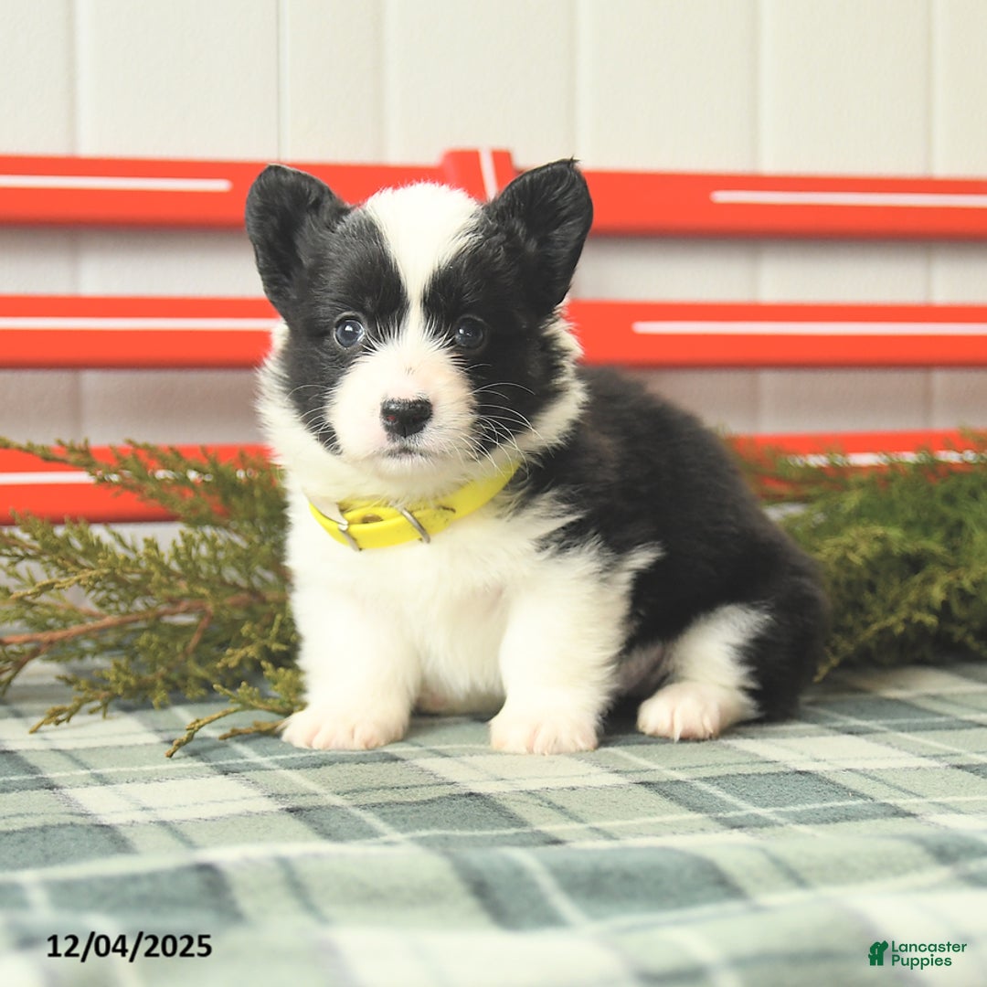 Welsh Corgi Pembroke dogs for sale: Flurry - Ad 2