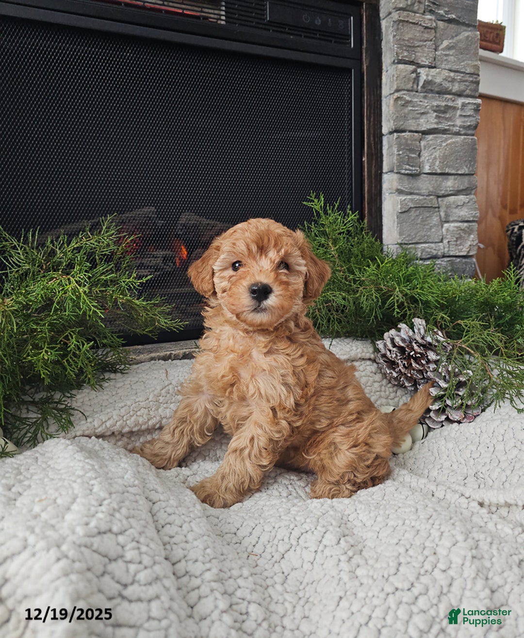 Mini Goldendoodle dogs for sale: Bridget - Ad 1