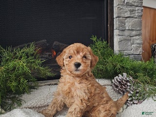 Mini Goldendoodle dogs Bridget - Ad 8