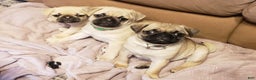 Pug dogs for sale: Pippi - AKC - Ad 7
